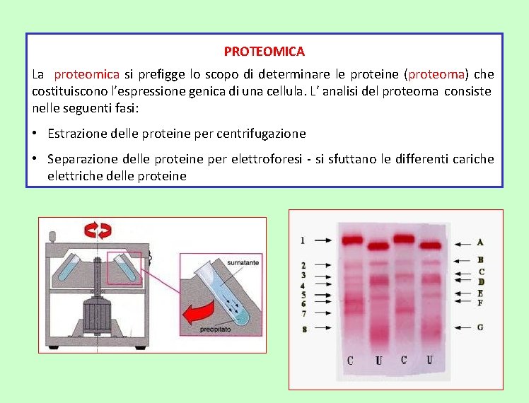 PROTEOMICA La proteomica si prefigge lo scopo di determinare le proteine (proteoma) che costituiscono