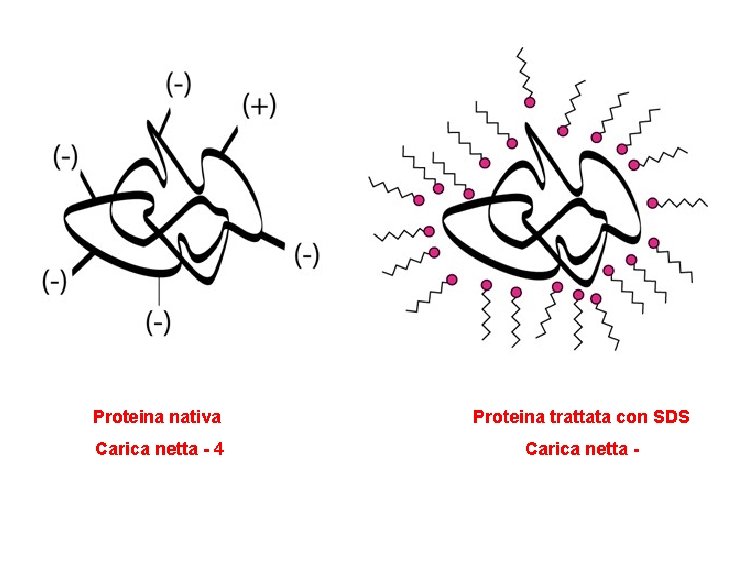 Proteina nativa Proteina trattata con SDS Carica netta - 4 Carica netta - 