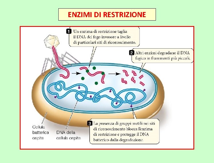 ENZIMI DI RESTRIZIONE 