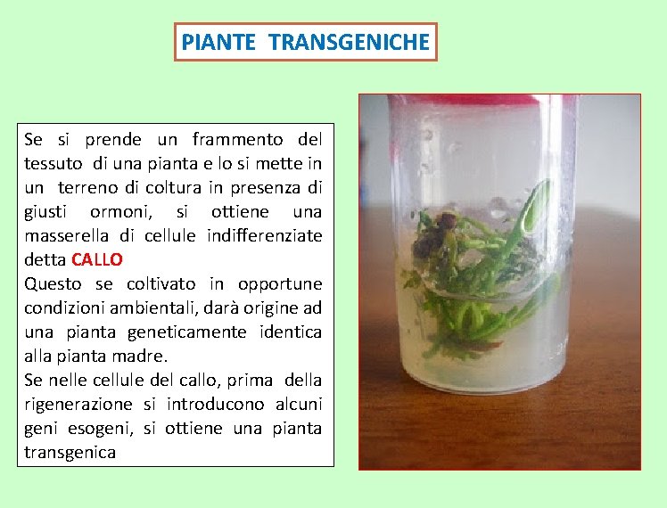 PIANTE TRANSGENICHE Se si prende un frammento del tessuto di una pianta e lo