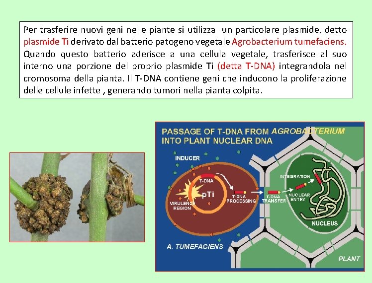 Per trasferire nuovi geni nelle piante si utilizza un particolare plasmide, detto plasmide Ti