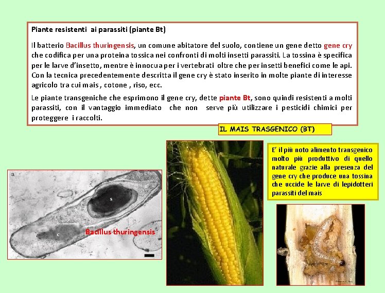 Piante resistenti ai parassiti (piante Bt) Il batterio Bacillus thuringensis, un comune abitatore del