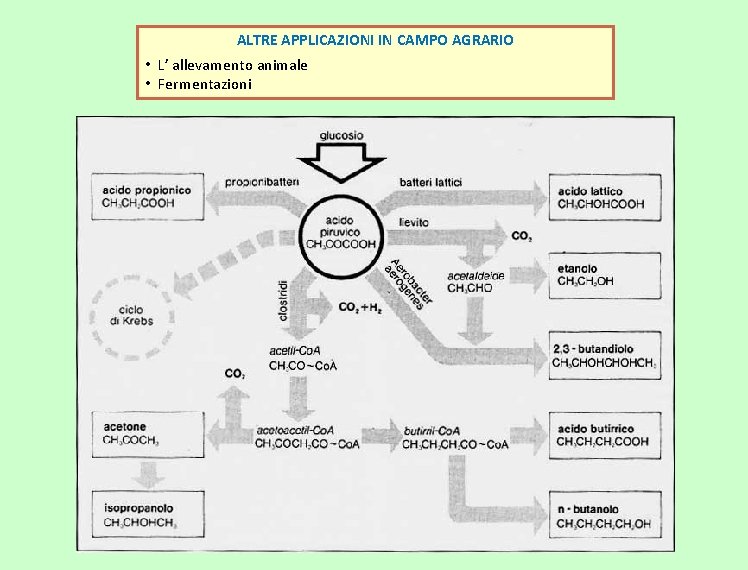 ALTRE APPLICAZIONI IN CAMPO AGRARIO • L’ allevamento animale • Fermentazioni 