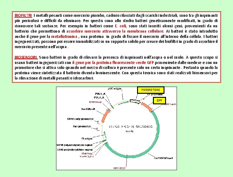 BIOFILTRI I metalli pesanti come mercurio piombo, cadmio rilasciati dagli scarichi industriali, sono tra