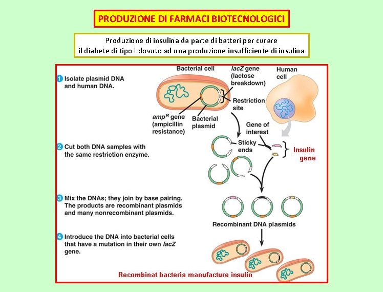 PRODUZIONE DI FARMACI BIOTECNOLOGICI Produzione di insulina da parte di batteri per curare il