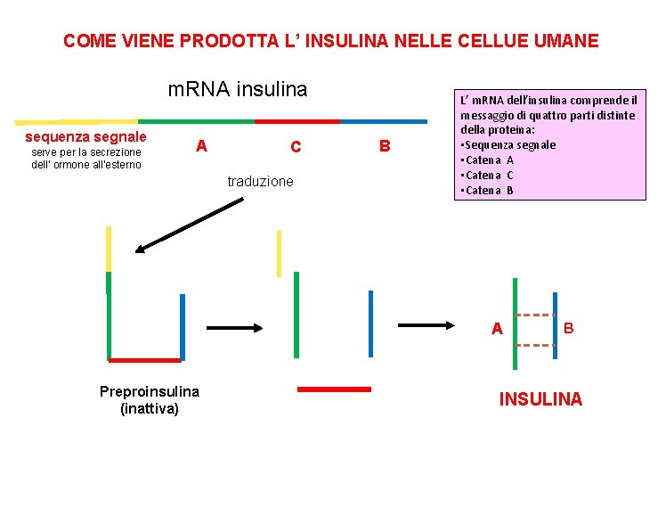 COME VIENE PRODOTTA L’ INSULINA NELLE CELLUE UMANE m. RNA insulina sequenza segnale serve