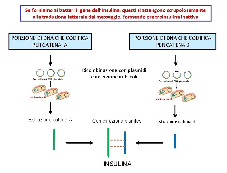 Se forniamo ai batteri il gene dell’insulina, questi si attengono scrupolosamente alla traduzione letterale