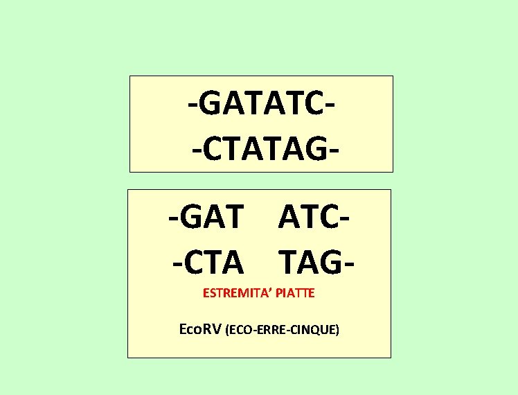 -GATATC-CTATAG-GAT ATC-CTA TAGESTREMITA’ PIATTE Eco. RV (ECO-ERRE-CINQUE) 