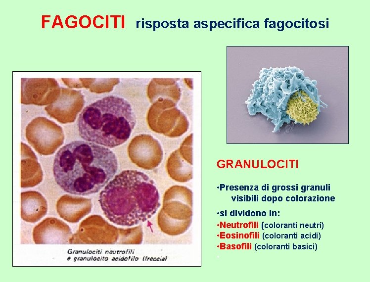 FAGOCITI risposta aspecifica fagocitosi GRANULOCITI • Presenza di grossi granuli visibili dopo colorazione •