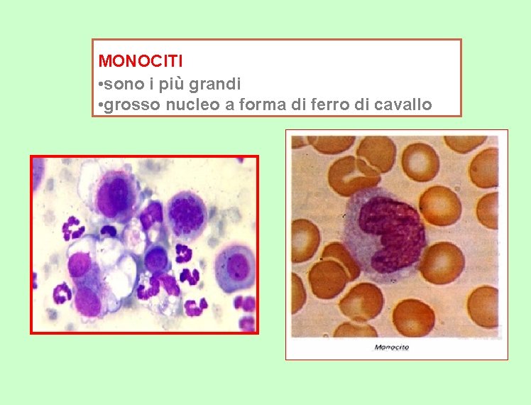 MONOCITI • sono i più grandi • grosso nucleo a forma di ferro di