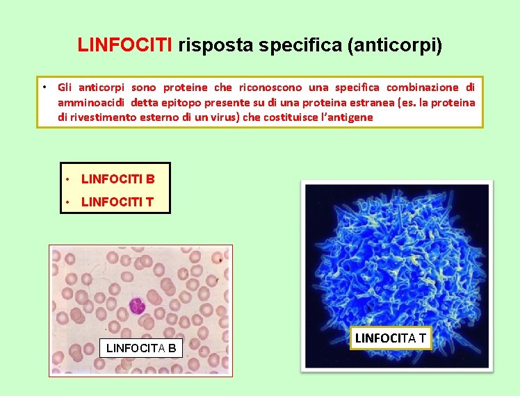 LINFOCITI risposta specifica (anticorpi) • Gli anticorpi sono proteine che riconoscono una specifica combinazione