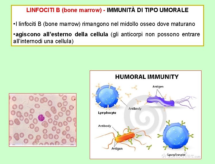 LINFOCITI B (bone marrow) - IMMUNITÀ DI TIPO UMORALE • I linfociti B (bone