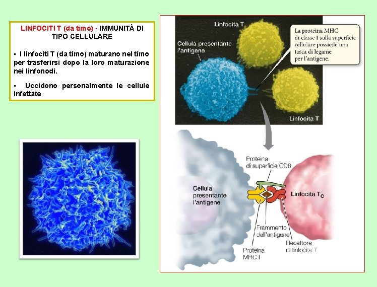 LINFOCITI T (da timo) - IMMUNITÀ DI TIPO CELLULARE • I linfociti T (da