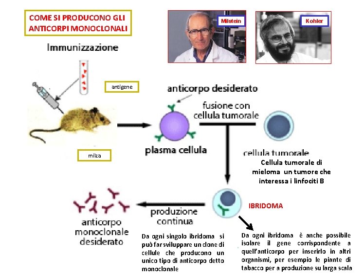 COME SI PRODUCONO GLI ANTICORPI MONOCLONALI Milstein Kohler antigene milza Cellula tumorale di mieloma