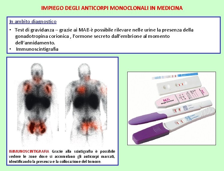 IMPIEGO DEGLI ANTICORPI MONOCLONALI IN MEDICINA In ambito diagnostico • Test di gravidanza –