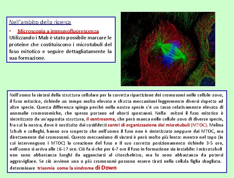 Nell’ambito della ricerca • Microscopia a immunofluorescenza Utilizzando i Mab è stato possibile marcare