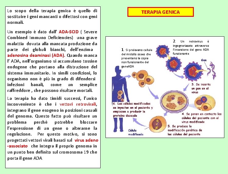 Lo scopo della terapia genica è quello di sostituire i geni mancanti o difettosi