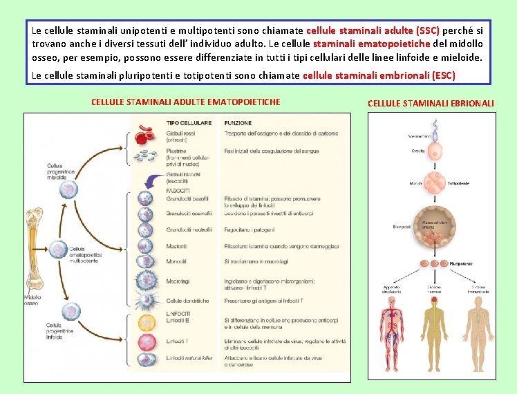 Le cellule staminali unipotenti e multipotenti sono chiamate cellule staminali adulte (SSC) perché si