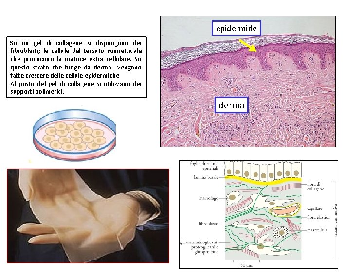 epidermide Su un gel di collagene si dispongono dei fibroblasti; le cellule del tessuto