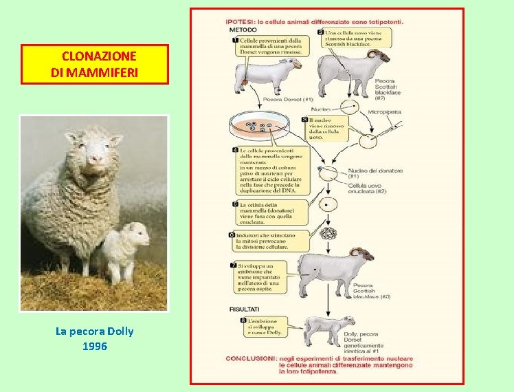 CLONAZIONE DI MAMMIFERI La pecora Dolly 1996 