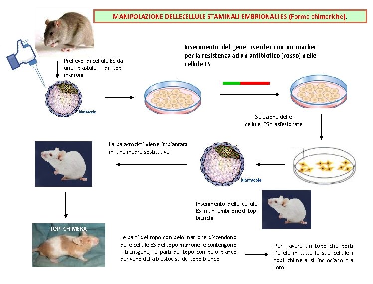MANIPOLAZIONE DELLECELLULE STAMINALI EMBRIONALI ES (Forme chimeriche). Prelievo di cellule ES da una blastula