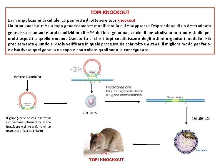 TOPI KNOCKOUT La manipolazione di cellule ES permette di ottenere topi knockout Un topo