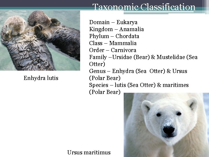 Taxonomic Classification Enhydra lutis Domain – Eukarya Kingdom – Anamalia Phylum – Chordata Class