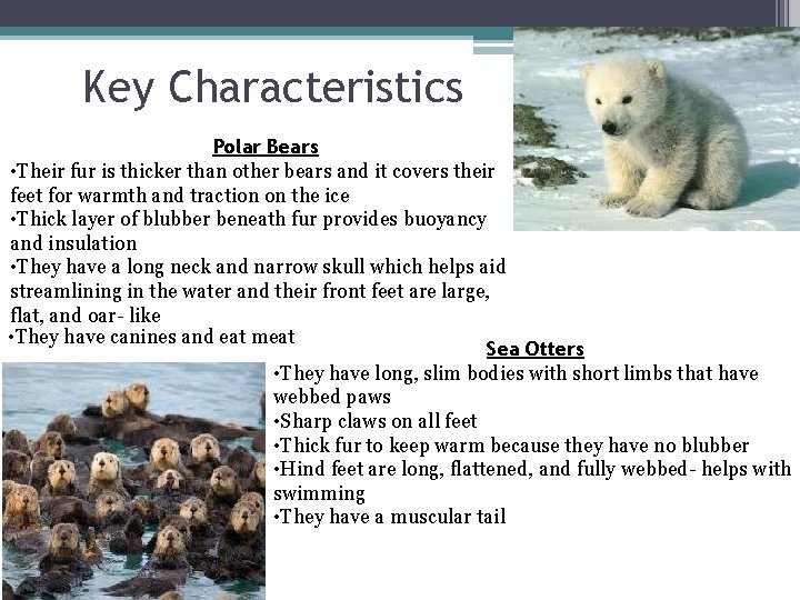 Key Characteristics Polar Bears • Their fur is thicker than other bears and it