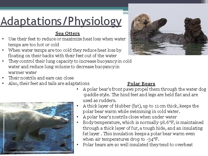 Adaptations/Physiology • • • Sea Otters Use their feet to reduce or maximize heat