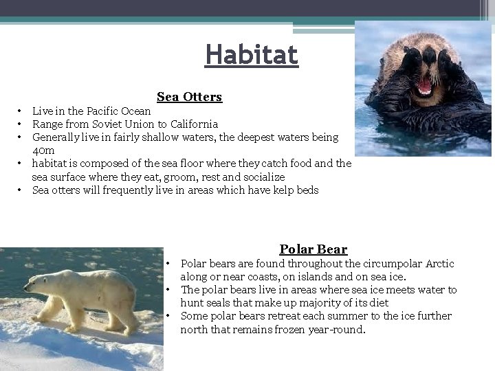 Habitat Sea Otters • • • Live in the Pacific Ocean Range from Soviet