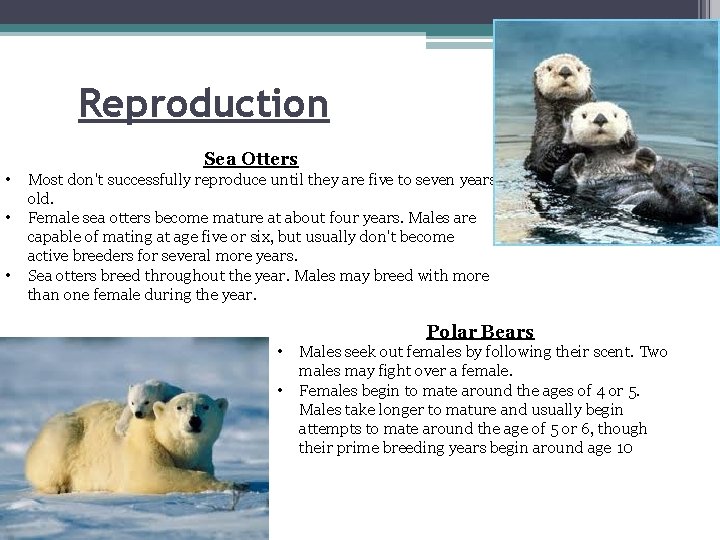Reproduction Sea Otters • • • Most don't successfully reproduce until they are five
