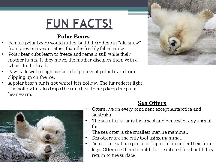 FUN FACTS! Polar Bears • • Female polar bears would rather build their dens