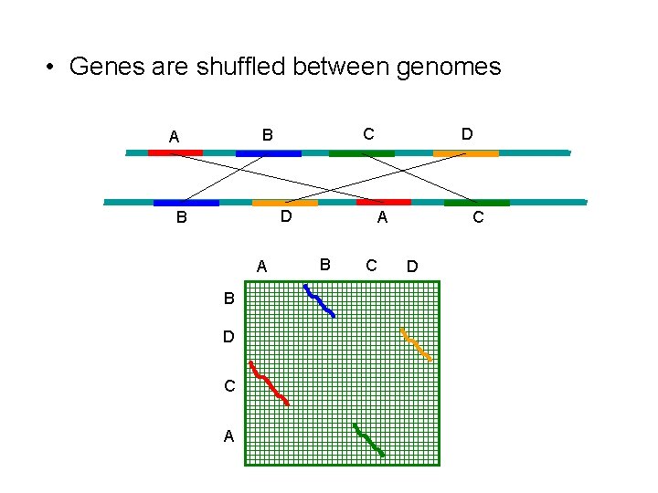  • Genes are shuffled between genomes C B A D B A B