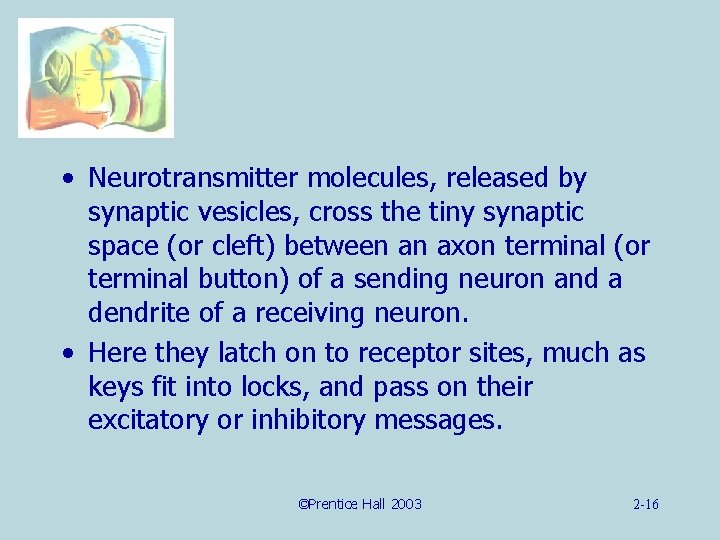  • Neurotransmitter molecules, released by synaptic vesicles, cross the tiny synaptic space (or