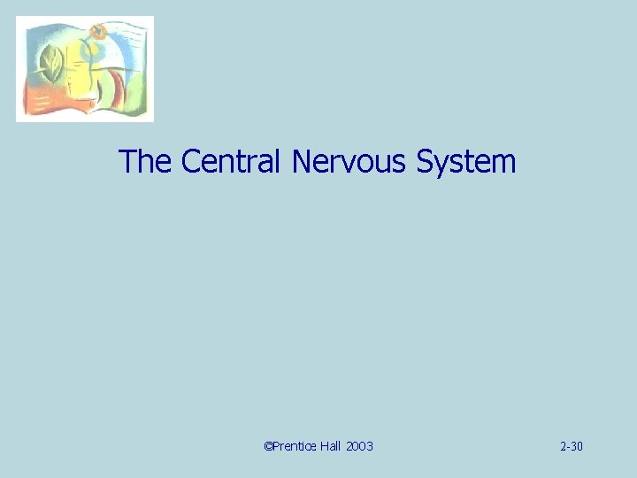 The Central Nervous System ©Prentice Hall 2003 2 -30 