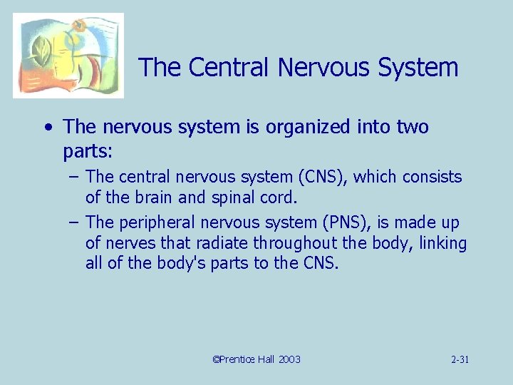 The Central Nervous System • The nervous system is organized into two parts: –