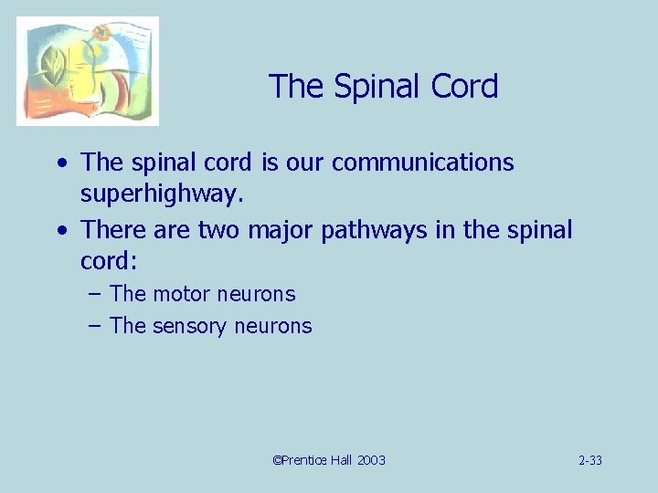 The Spinal Cord • The spinal cord is our communications superhighway. • There are