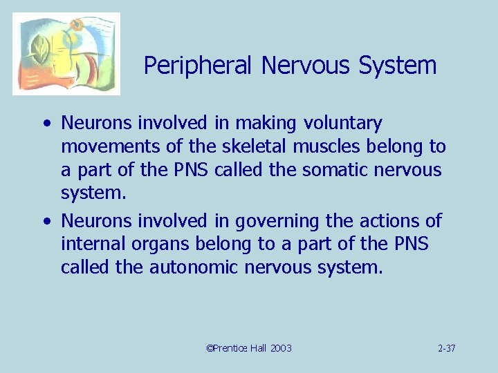 Peripheral Nervous System • Neurons involved in making voluntary movements of the skeletal muscles
