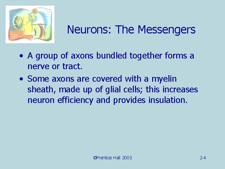 Neurons: The Messengers • A group of axons bundled together forms a nerve or