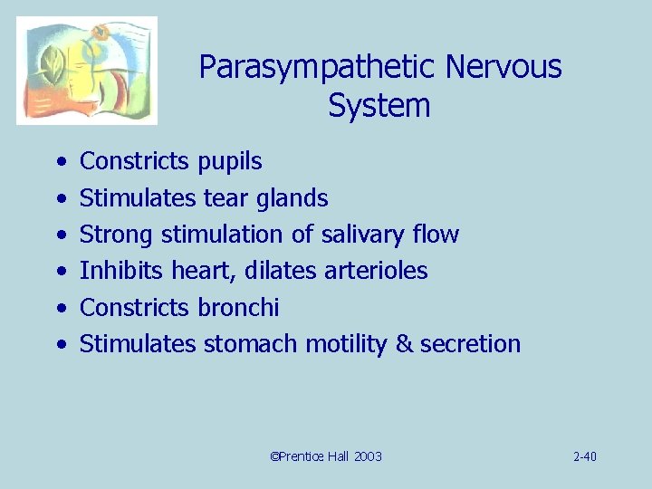 Parasympathetic Nervous System • • • Constricts pupils Stimulates tear glands Strong stimulation of