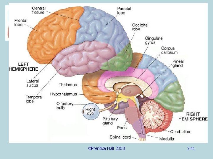 ©Prentice Hall 2003 2 -41 