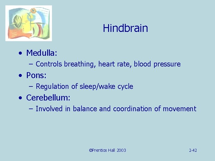 Hindbrain • Medulla: – Controls breathing, heart rate, blood pressure • Pons: – Regulation