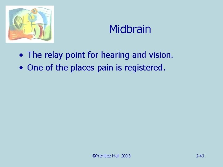 Midbrain • The relay point for hearing and vision. • One of the places