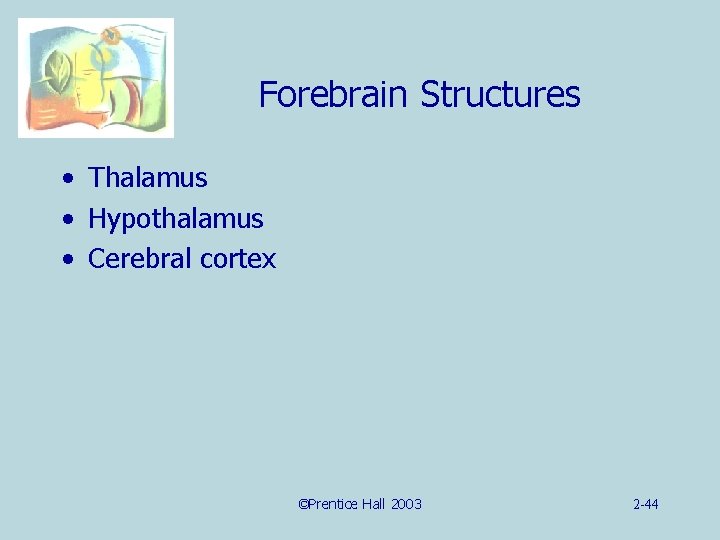 Forebrain Structures • Thalamus • Hypothalamus • Cerebral cortex ©Prentice Hall 2003 2 -44