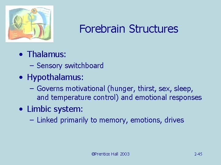 Forebrain Structures • Thalamus: – Sensory switchboard • Hypothalamus: – Governs motivational (hunger, thirst,