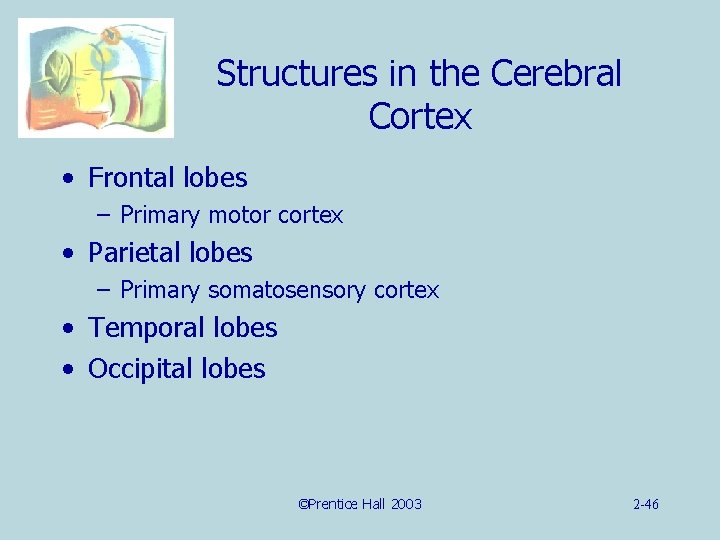 Structures in the Cerebral Cortex • Frontal lobes – Primary motor cortex • Parietal