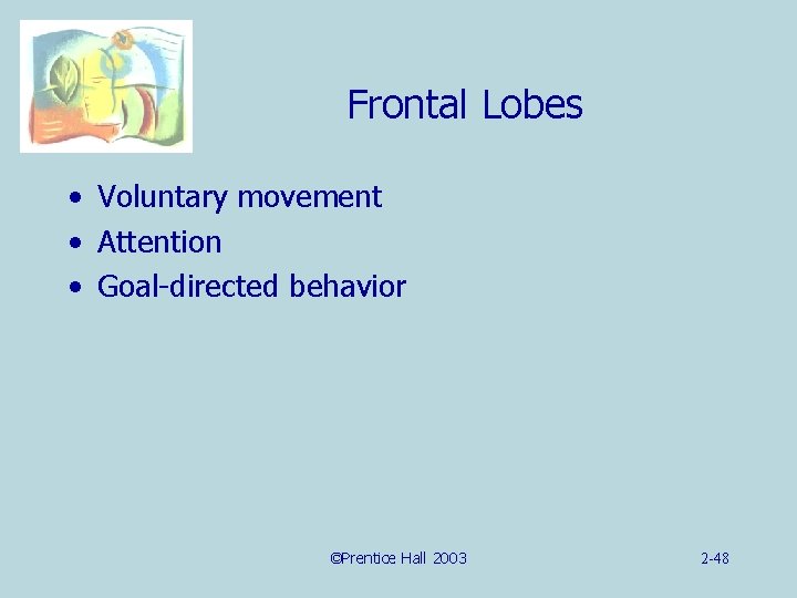 Frontal Lobes • Voluntary movement • Attention • Goal-directed behavior ©Prentice Hall 2003 2
