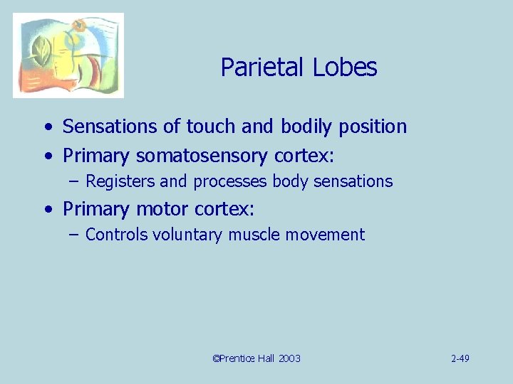 Parietal Lobes • Sensations of touch and bodily position • Primary somatosensory cortex: –