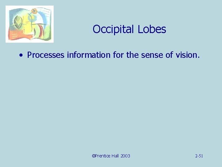Occipital Lobes • Processes information for the sense of vision. ©Prentice Hall 2003 2