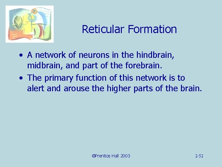 Reticular Formation • A network of neurons in the hindbrain, midbrain, and part of